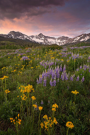 San Juans and lupines 1, CO