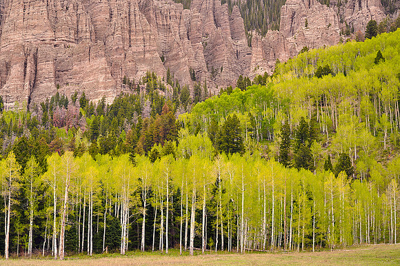 Cimarron Mountains and fresh aspens 3