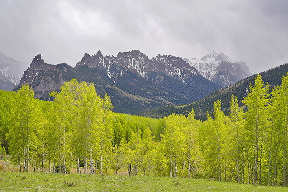 Cimarron Mountains and fresh aspens 4