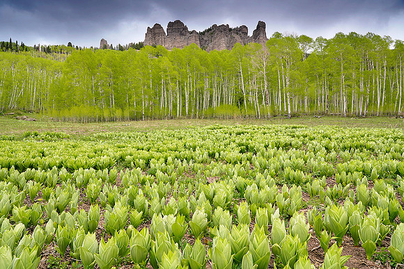 Cimarron Mountains and fresh aspens 5