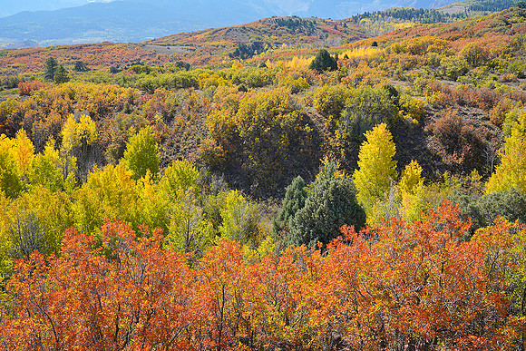Fall Colors 79