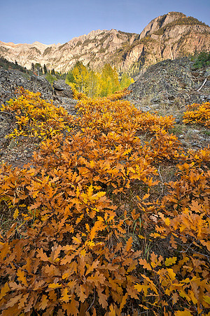 Fall Colors 82