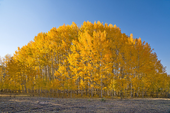 Fall Colors 83