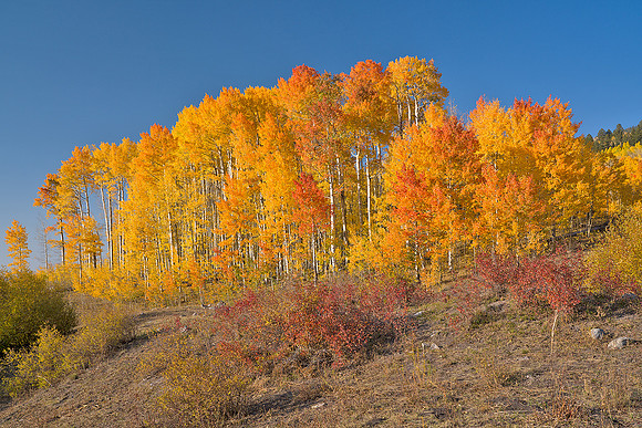Fall Colors 84