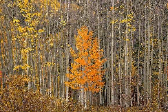 Fall Colors 90