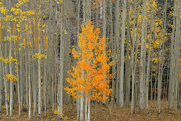 Fall Colors 91