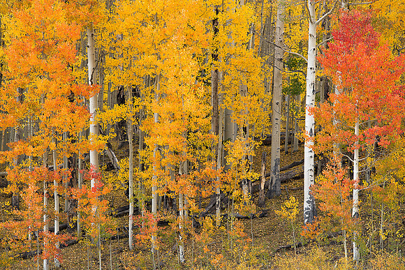 Fall Colors 92