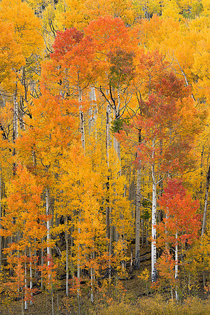 Fall Colors 93