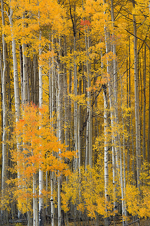 Fall Colors 94