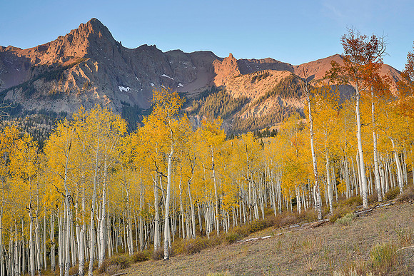 Fall Colors 99