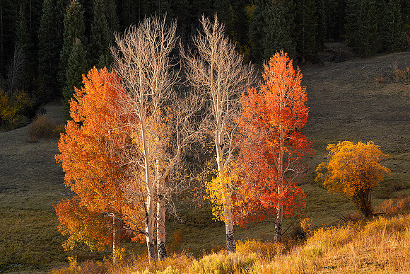 Fall Colors 101