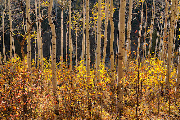 Fall Colors 102