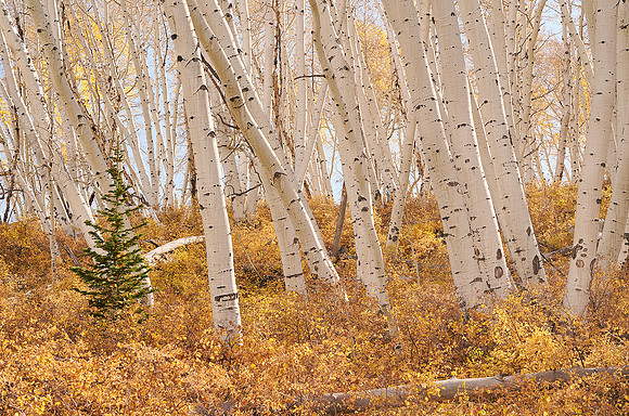 Fall Colors 103