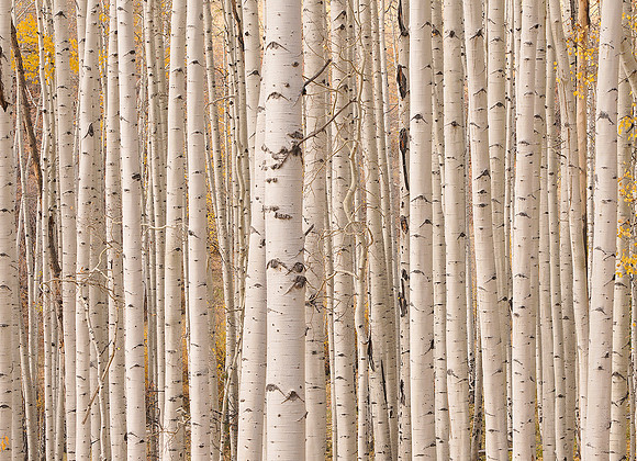 Fall Colors 104