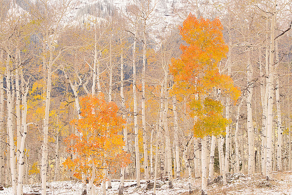 Fall Colors 23, CO