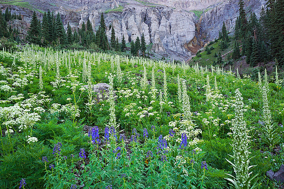 San Juan Wildflowers 4, CO