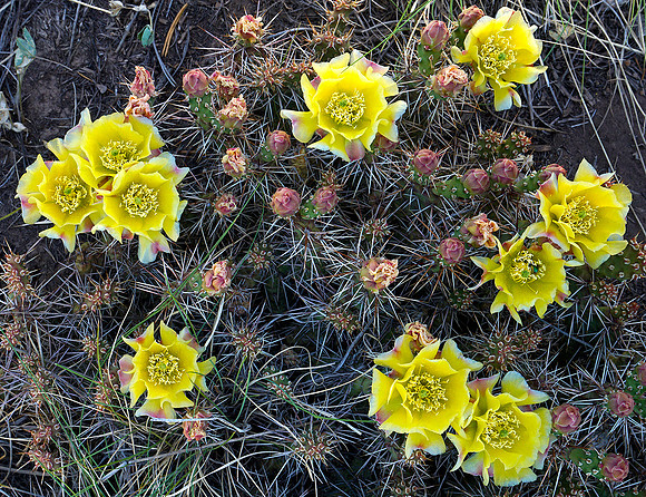 Cactus 7