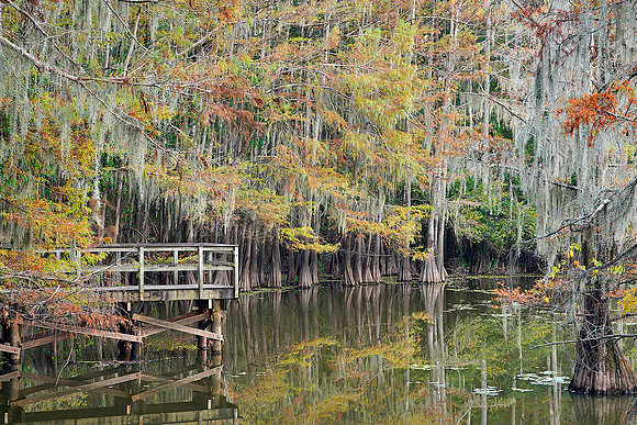 Cypress trees 3