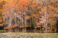 Cypress trees 16