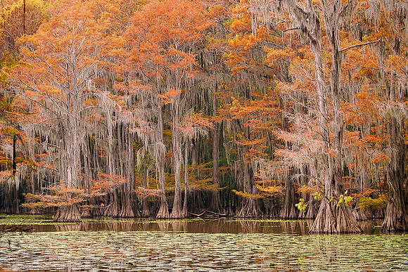 Cypress trees 16