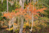 Cypress trees 11