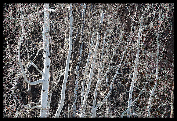 Winter aspens horizontal