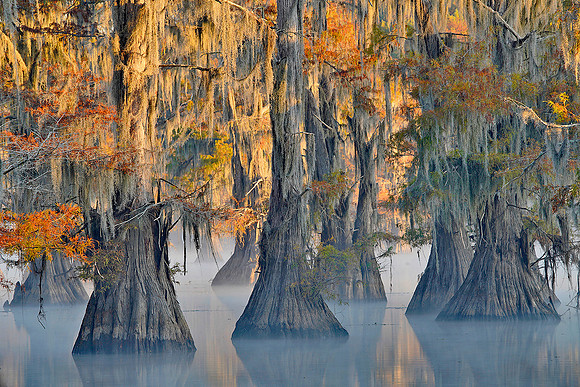Cypress trees and fog 5
