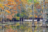 Cypress trees 4