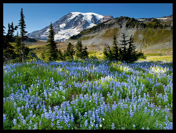 Mount Rainier N.P. (D37)