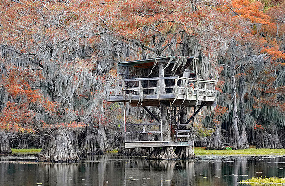 Cypress trees 24