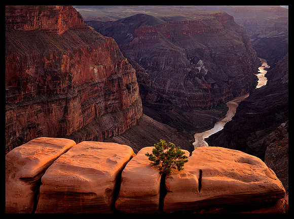 Grand Canyon (P63)