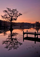 Cypress trees 22