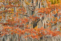 Cypress trees 5