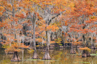 Cypress trees 12