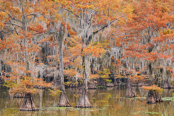Cypress trees 12