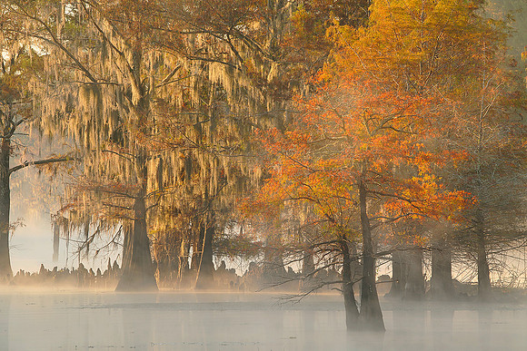 Cypress trees and fog 6