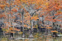 Cypress trees 10