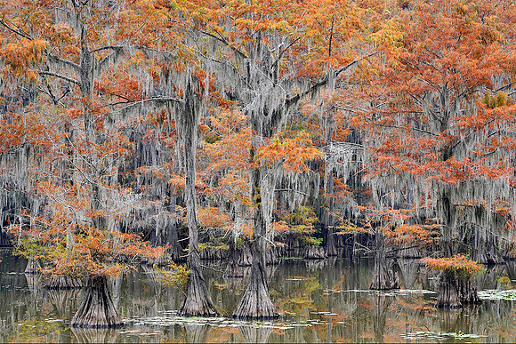 Cypress trees 10