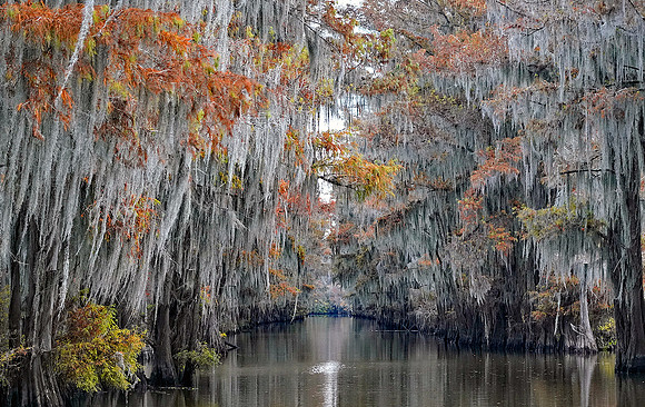 Cypress trees 26
