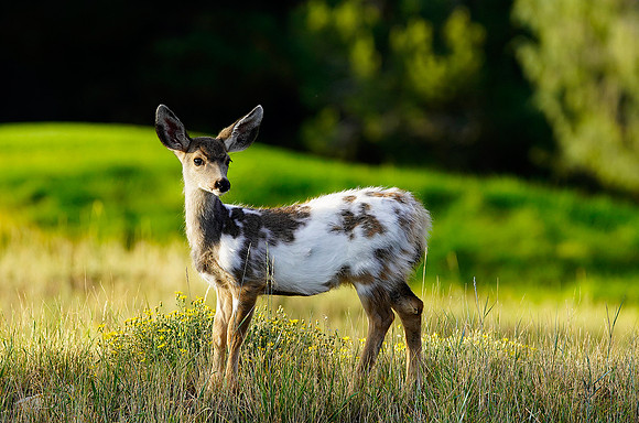 CO, Piebald Fawn 2
