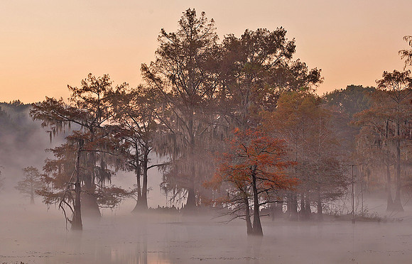 Cypress trees and fog 2