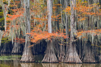 Cypress trees 15
