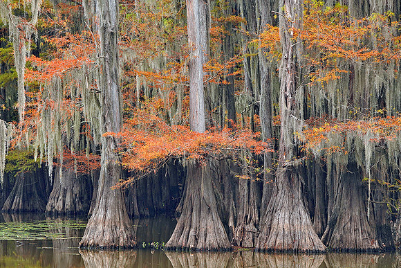 Cypress trees 15