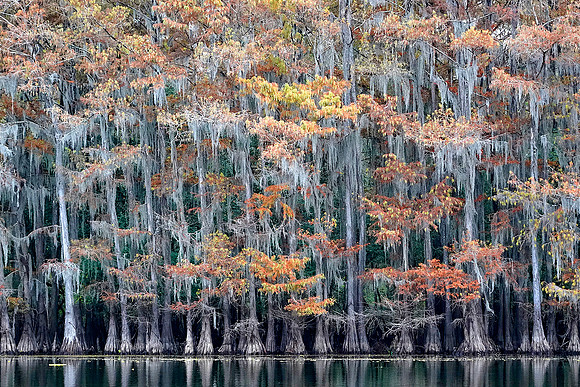 Cypress trees 25