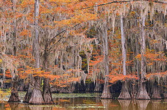 Cypress trees 14