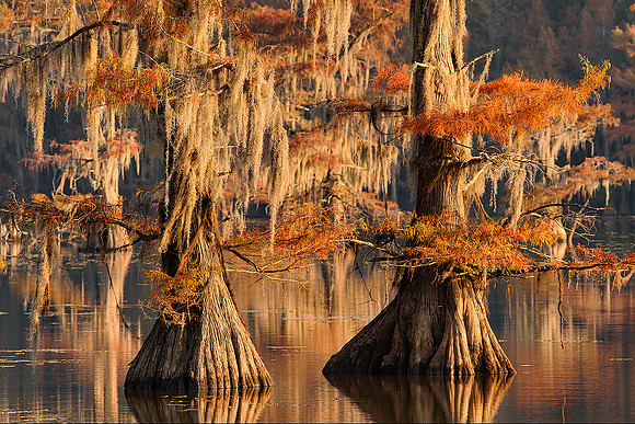 Cypress trees 23