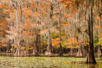 Cypress trees 17