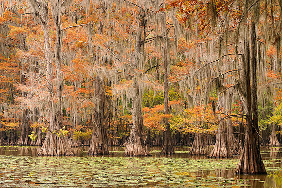 Cypress trees 17