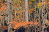 Cypress trees 6