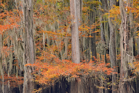 Cypress trees 6